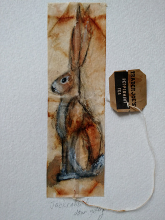 jackrabbit_dawn-gettig