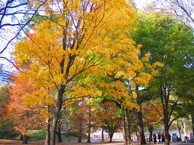 Photo of Central Park (New York City) in the fall